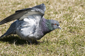 Rock feral pigeon dove closeup on winter green grass meadow