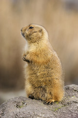 Prairiehond op de uitkijk.