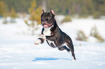 American staffordshire terrier dog playing in winter