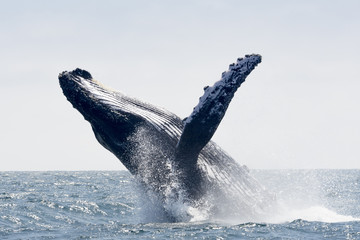 Naklejka premium Humpback Whale jumping in Puerto Lopez, Ecuador