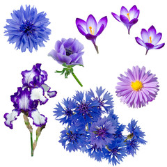 Collection of purple and blue flowers