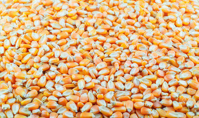 yellow corn