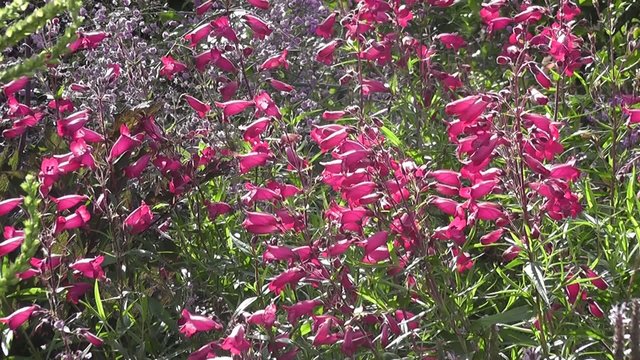 Beautiful pink Summer penstemon flowers in Wildflower Garden
