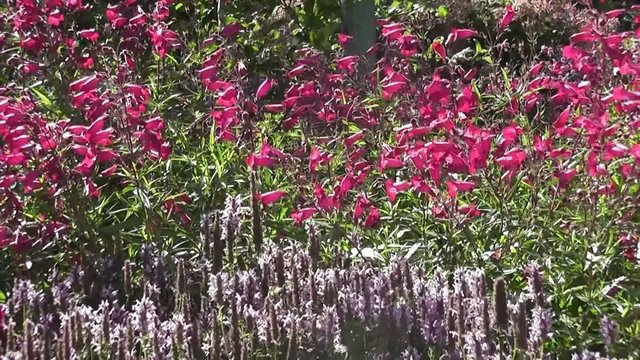 Beautiful pink Summer penstemon flowers in Wildflower Garden