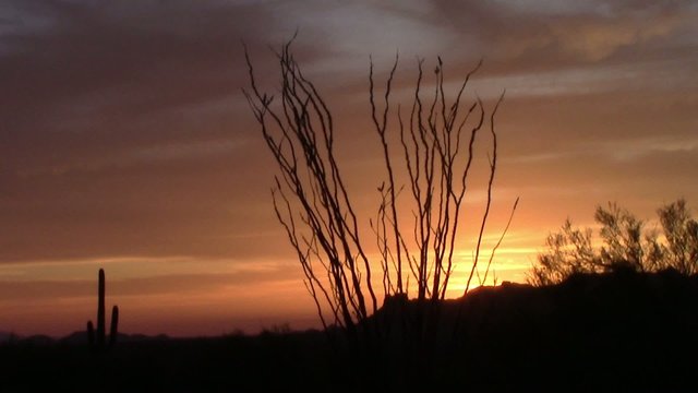 Colorful ocotillo plant sunset in the Superstition Mtns, AZ