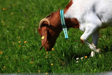 Ziege im Gras
