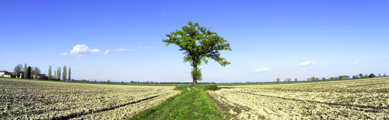 Lonely tree, wide-angle panorama. Color image