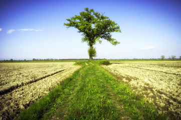 Fototapeta na wymiar Lonely tree. Color image
