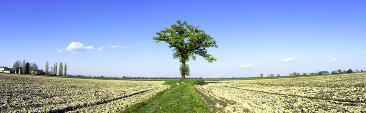 Lonely tree, wide-angle panorama. Color image