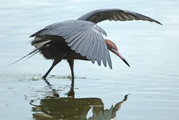 Reddish egret fishing.
