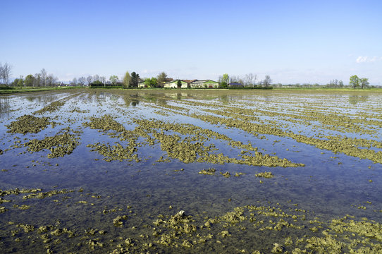 Paddy field in springtime. Color image
