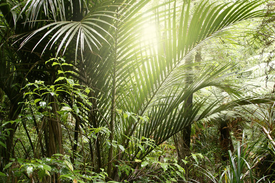 Fototapeta Sunlight shining through leaves in tropical forest jungle