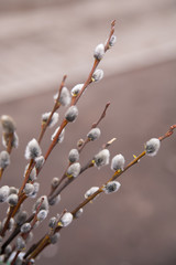 pussy willow
