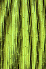 Green bamboo. Picture can be used as a background