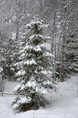 Winter fir trees at the forest. Closeup view