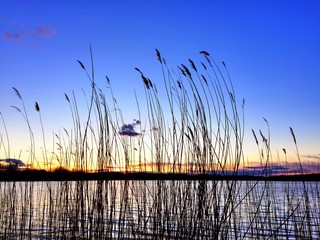 Abendstimmung am Gewässer