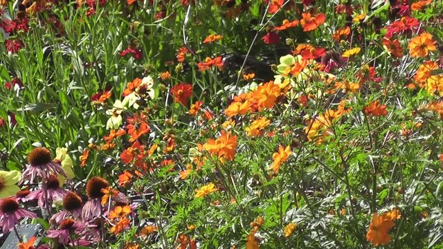 Beautiful Summer Flowers Blooming in Summer Sunshine