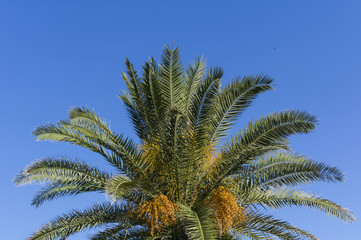 Palma nel cielo