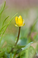vacker vinterg&auml;ck med ofokuserad bakgrund