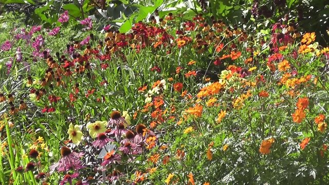 Summer flowers in Wildflower English Cottage Garden Summertime