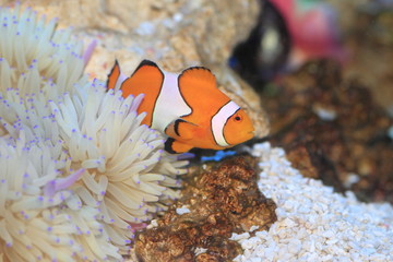Fototapeta na wymiar Ocellaris clownfish (Amphiprion ocellaris) in Japan