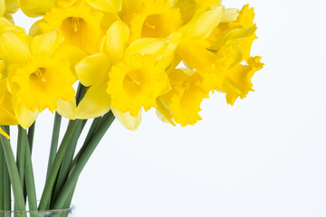 Yellow trumpet daffodil flowers in vase