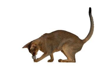 Abyssinian cat plays with a ball