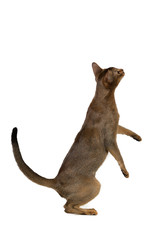 Abyssinian cat standing on its hind legs