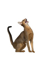 Abyssinian cat sits and cries