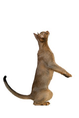 Abyssinian cat plays standing on its hind legs