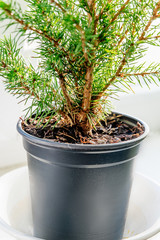Closeup of the evergreen tree in the pot