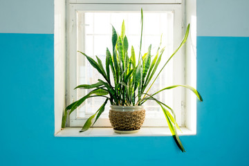 Potted plant standing on the window backlit. Fresh green color