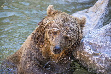 Fototapeta na wymiar Orso bruno