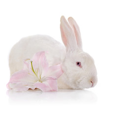 White rabbit and white-pink lily.