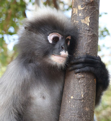 A Monkey