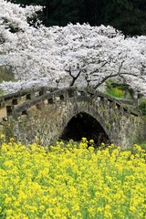 春の大窪橋