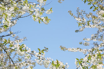 Der Fr&uuml;hling ist da