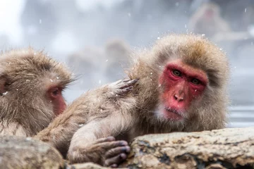 Crédence de cuisine en verre imprimé Singe macaco japonês / Japanese monkey
