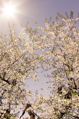 Der Frühling ist da