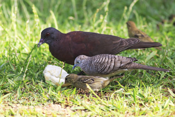 Peaceful dove, Malagasy turtle dove and Red fody.