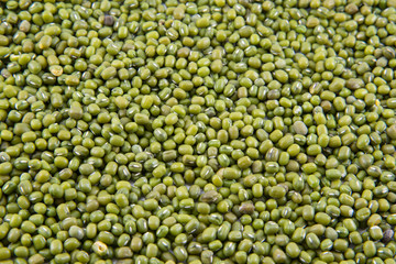 Vigna radiata on white background.Isolated