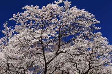 桜と青空