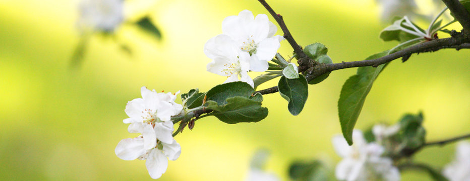 Fr&uuml;hling Panorama