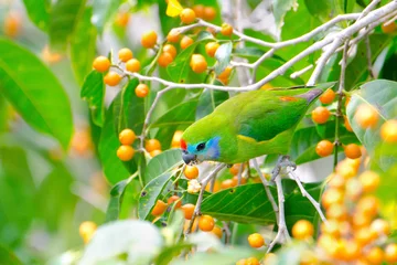  Double-eyed Fig Parrot from Queensland,  Australia © birdiegal