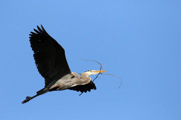 Great Blue Heron Carrying a Stick for Nest