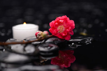 cherry blossom with candle on black stones