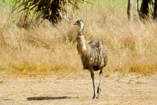 Emu walking in grassland, Queensland, Australia
