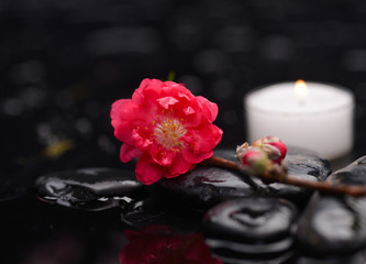 Spring blossom with white candle on black stones