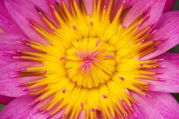 Closeup Lotus flower,Macro very soft focus