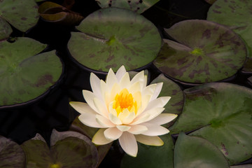 Closeup Lotus flower